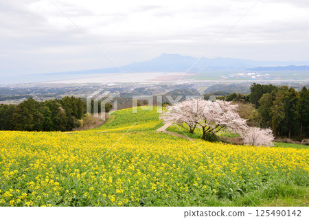 Rape flowers and cherry Rape flowers and cherry 125490142
