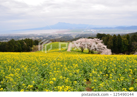 Rape flowers and cherry Rape flowers and cherry 125490144