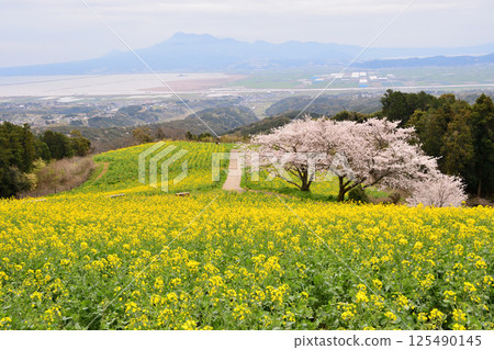 Rape flowers and cherry Rape flowers and cherry 125490145
