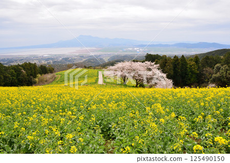 強姦鮮花和櫻桃 125490150
