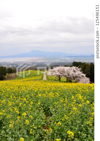 強姦鮮花和櫻桃 125490151
