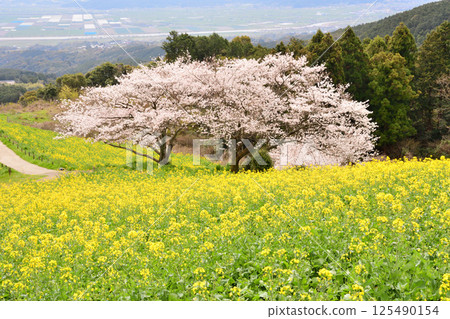 Rape flowers and cherry 125490154