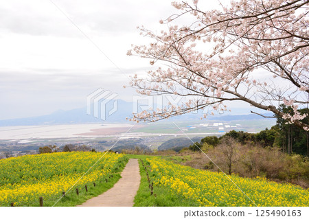 Rape flowers and cherry Rape flowers and cherry 125490163