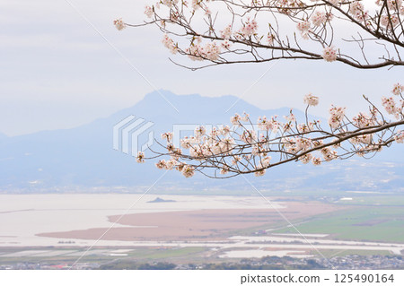 Cherry blossoms and Heisei Shinzan 125490164