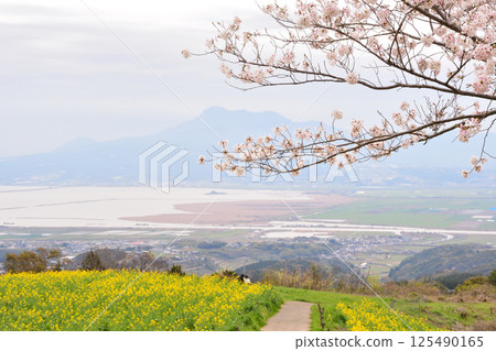 Rape flowers and cherry Rape flowers and cherry 125490165