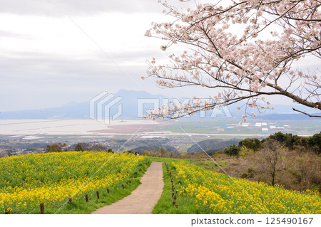 Rape flowers and cherry 125490167