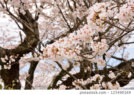 Sakura, Cherry Blossoms Sakura, Cherry Blossoms 125490169