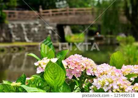 Scenery of Hachimanbori in Omihachiman City, Shiga Prefecture 125490518
