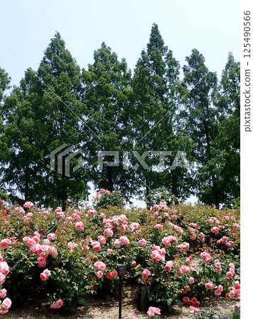 荒牧玫瑰園的風景 125490566