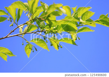 Fresh green leaves and small fruit of the snowbell tree Fresh green leaves and small fruit of the snowbell tree 125490600