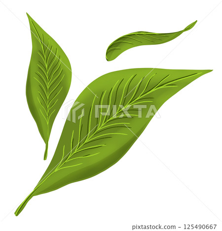 green leaves of palm tree isolated on gray background green leaves of palm tree isolated on gray background 125490667