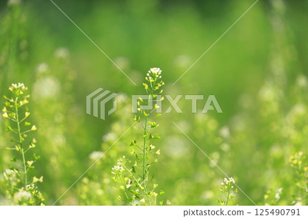 薺菜盛開 125490791