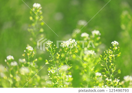 Shepherd's purse in full bloom Shepherd's purse in full bloom 125490793
