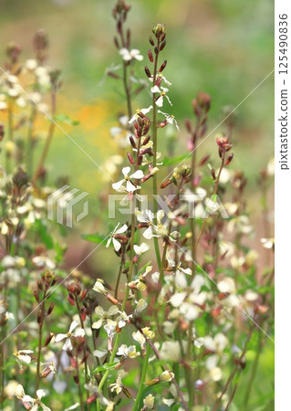 Arugula flowers Arugula flowers 125490836