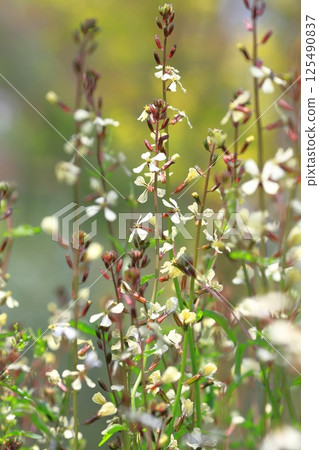 Arugula flowers Arugula flowers 125490837