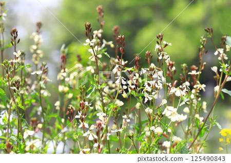 Arugula flowers 125490843