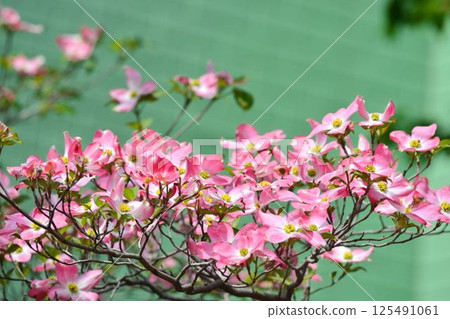 Dogwood Dogwood 125491061