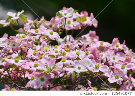 Dogwood 125491077