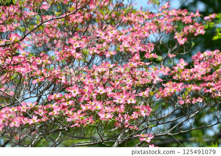 Dogwood Dogwood 125491079