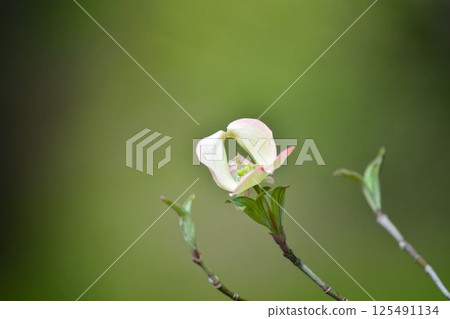 Dogwood Dogwood 125491134