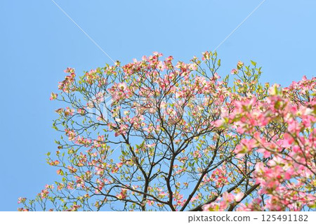 Dogwood 125491182