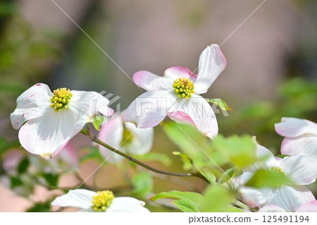 Dogwood 125491194