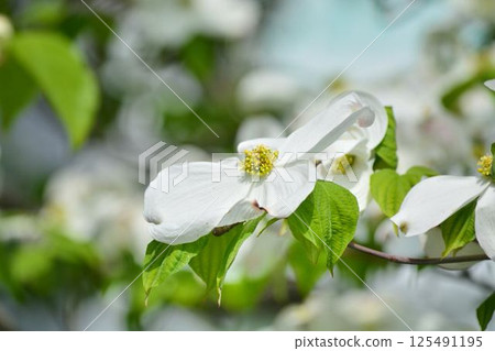 Dogwood Dogwood 125491195