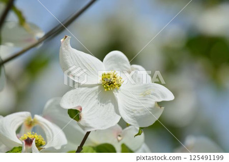 Dogwood Dogwood 125491199