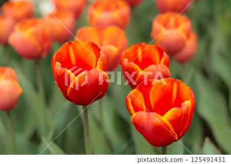 Colorful tulips shining in the spring sunshine 125491431