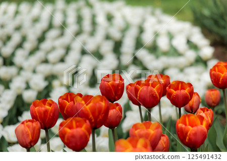 Colorful tulips shining in the spring sunshine 125491432