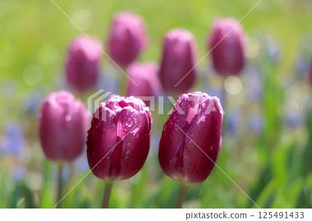 Colorful tulips shining in the spring sunshine 125491433