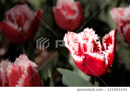 Colorful tulips shining in the spring sunshine 125491434