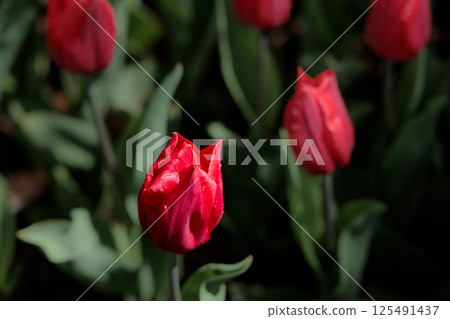 Colorful tulips shining in the spring sunshine 125491437