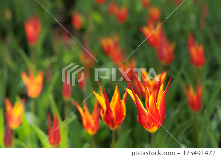 Colorful tulips shining in the spring sunshine Colorful tulips shining in the spring sunshine 125491472