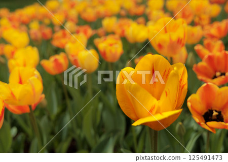Colorful tulips shining in the spring sunshine Colorful tulips shining in the spring sunshine 125491473