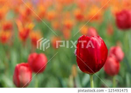 色彩繽紛的鬱金香在春日陽光下閃耀 色彩繽紛的鬱金香在春日陽光下閃耀 125491475