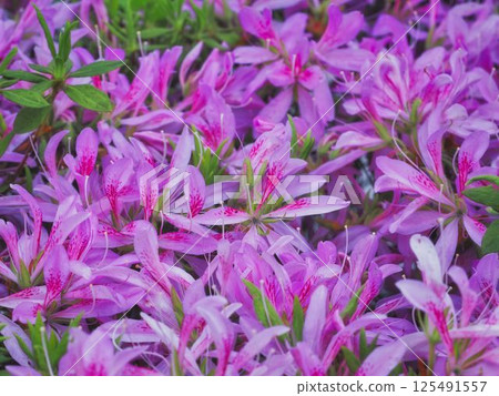 Pink azalea Pink azalea 125491557