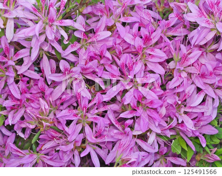 Pink azalea 125491566