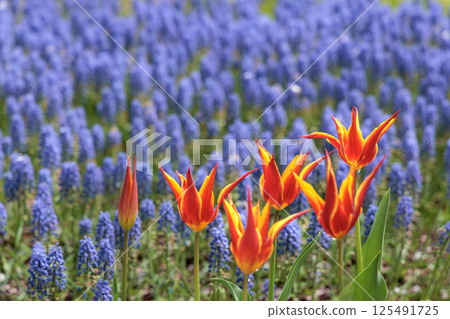 色彩繽紛的鬱金香在春日陽光下閃耀 125491725