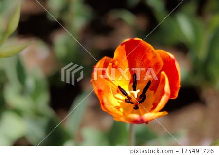 色彩繽紛的鬱金香在春日陽光下閃耀 125491726
