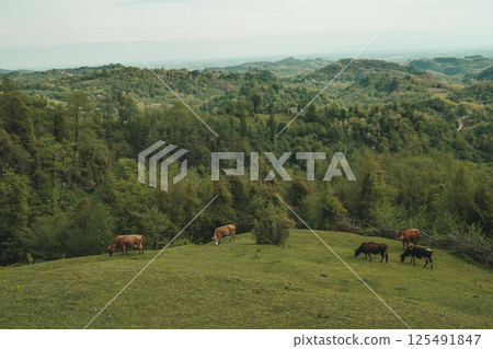 Cows grazing hillside. Idealistic rural landscape with grazing cows Cows grazing hillside. Idealistic rural landscape with grazing cows 125491847
