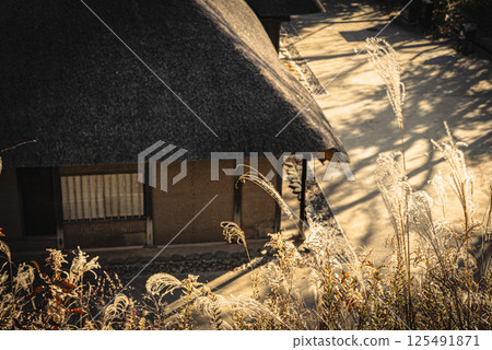 Autumn landscape in Japan featuring silver grass and an old farmhouse with a thatched roof 125491871