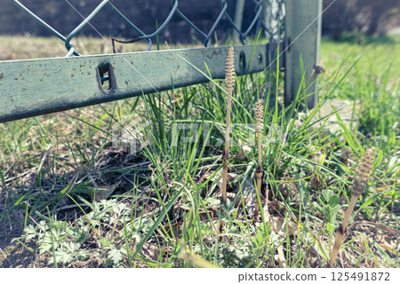 A photo of horsetails emerging from the ground in spring 125491872
