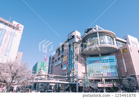 春天櫻花盛開的聖跡櫻丘站前的風景 春天櫻花盛開的聖跡櫻丘站前的風景 125491878