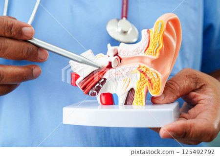 Asian doctor holding human ear model to learn and treat hearing loss in patient. Asian doctor holding human ear model to learn and treat hearing loss in patient. 125492792