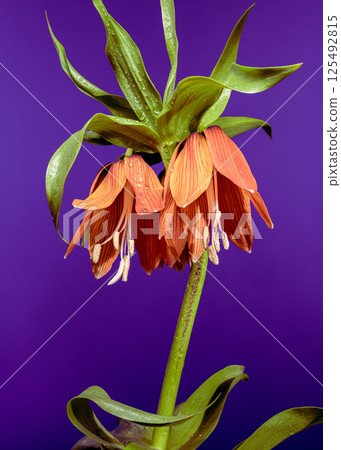 Elegant Orange Fritillaria Imperialis on Deep Purple 125492815