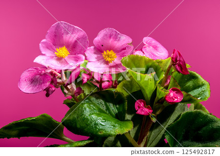 Delicate Pink Begonia Blossoms with Yellow Centers on Pink, Floral 125492817