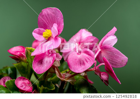 Vibrant Pink Begonia Blooms with Yellow Centers on Dark Green Vibrant Pink Begonia Blooms with Yellow Centers on Dark Green 125492818