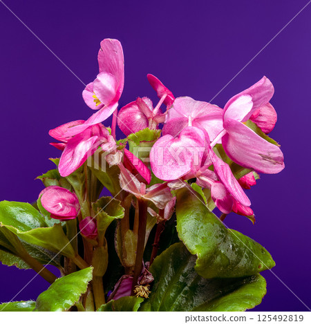 Luminous Pink Begonia Flowers with Yellow Centers on Purple 125492819