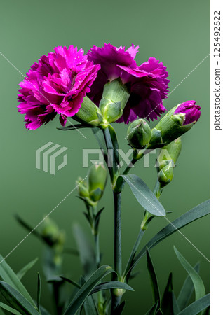 Vibrant Pink Carnations with Water Droplets on Soft Green Vibrant Pink Carnations with Water Droplets on Soft Green 125492822